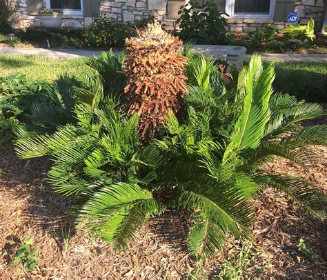 What they will <b>not</b> tolerate, however, is too much moisture. . Sago palm not growing after freeze